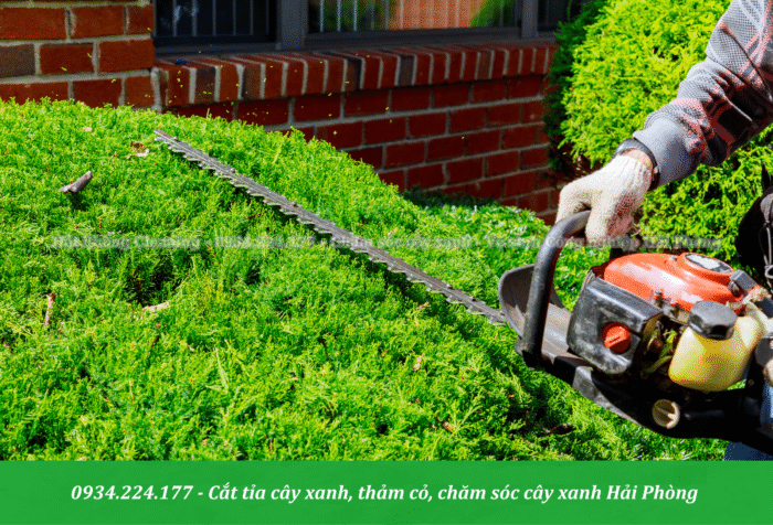 Cắt tỉa liên tục và định kì làm giảm khả năng sâu bệnh