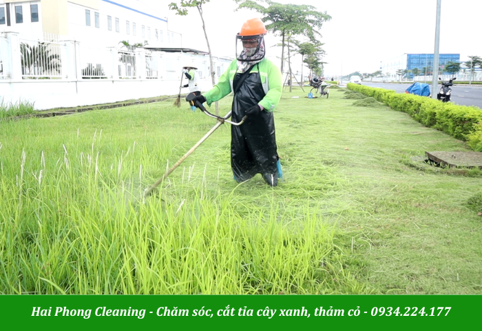 Dịch vụ chăm sóc cây xanh chuyên nghiệp