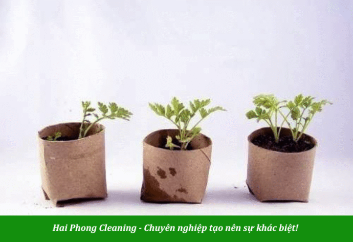 Lõi giấy vệ sinh ươm cây rất tốt