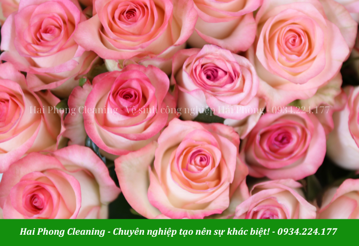 Những bó hoa tươi thay lời cảm ơn là lựa chọn sáng suốt