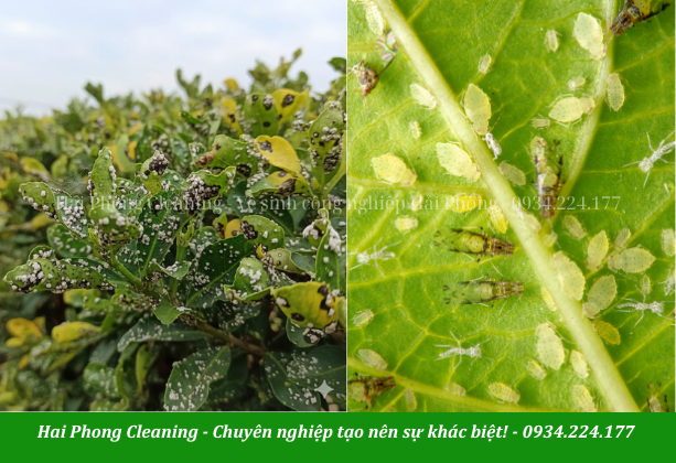 Sâu bệnh dẫn đến cây bị chết, không đều đẹp