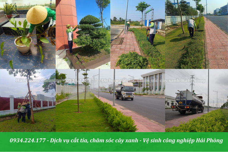 Dịch vụ cắt tỉa, chăm sóc cây xanh Hải Phòng - Uy tín, chất lượng